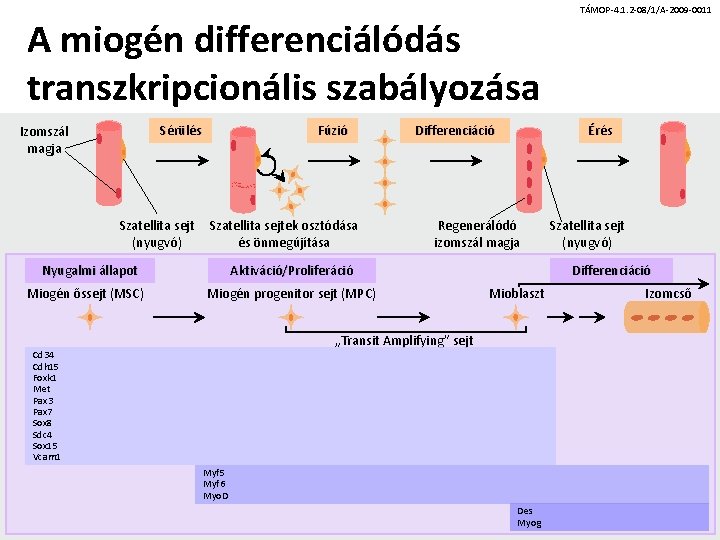 A miogén differenciálódás transzkripcionális szabályozása Sérülés Izomszál magja Szatellita sejt (nyugvó) Fúzió Szatellita sejtek