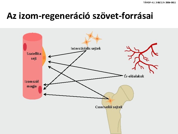 TÁMOP-4. 1. 2 -08/1/A-2009 -0011 Az izom-regeneráció szövet-forrásai Intersticiális sejtek Szatellita sejt Ér-előalakok Izomszál