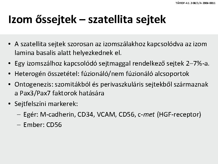 TÁMOP-4. 1. 2 -08/1/A-2009 -0011 Izom őssejtek – szatellita sejtek • A szatellita sejtek