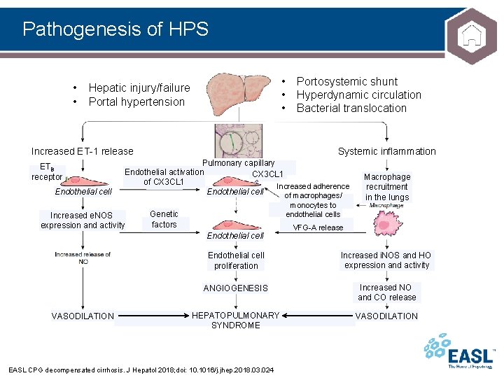 Pathogenesis of HPS • • • Hepatic injury/failure Portal hypertension Increased ET-1 release ETB