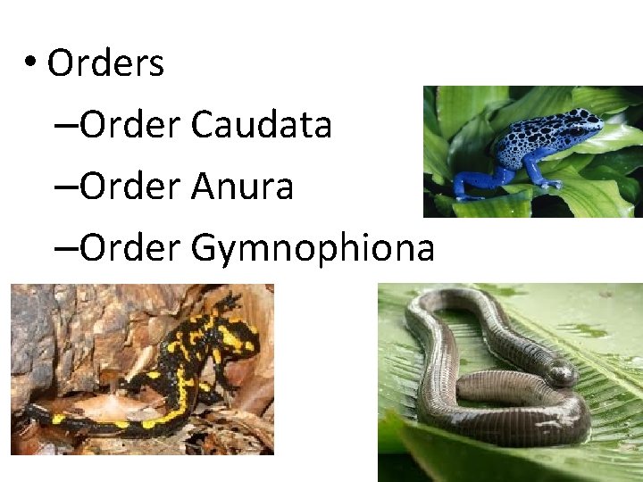  • Orders –Order Caudata –Order Anura –Order Gymnophiona 