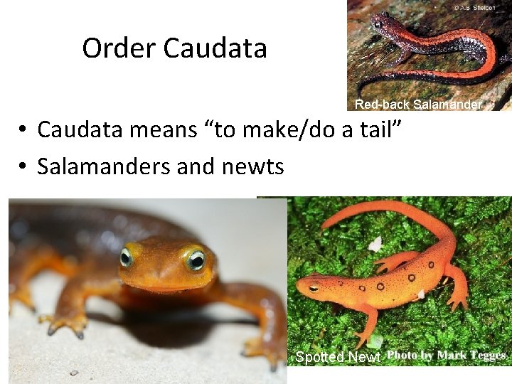 Order Caudata Red-back Salamander • Caudata means “to make/do a tail” • Salamanders and