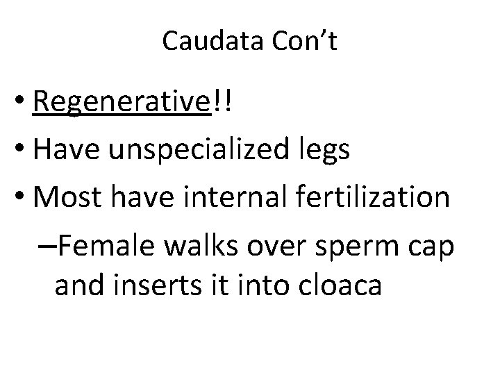 Caudata Con’t • Regenerative!! • Have unspecialized legs • Most have internal fertilization –Female