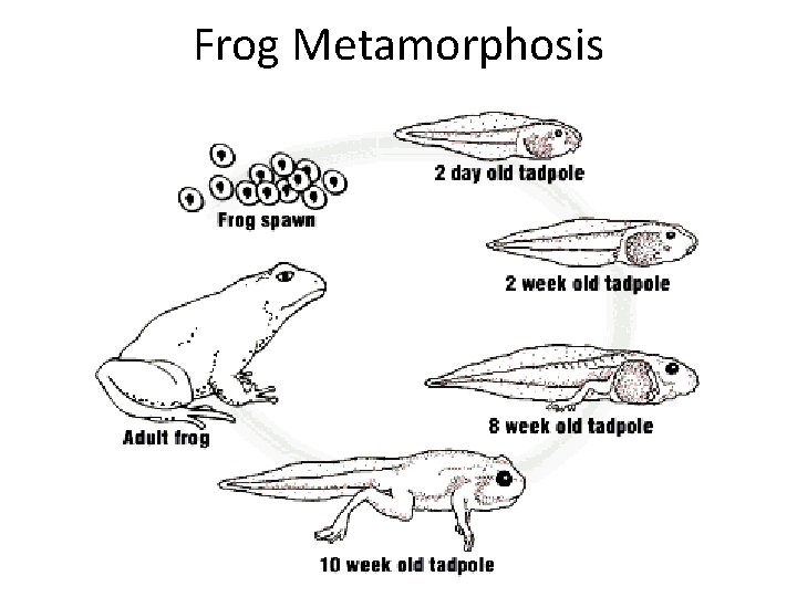 Frog Metamorphosis 