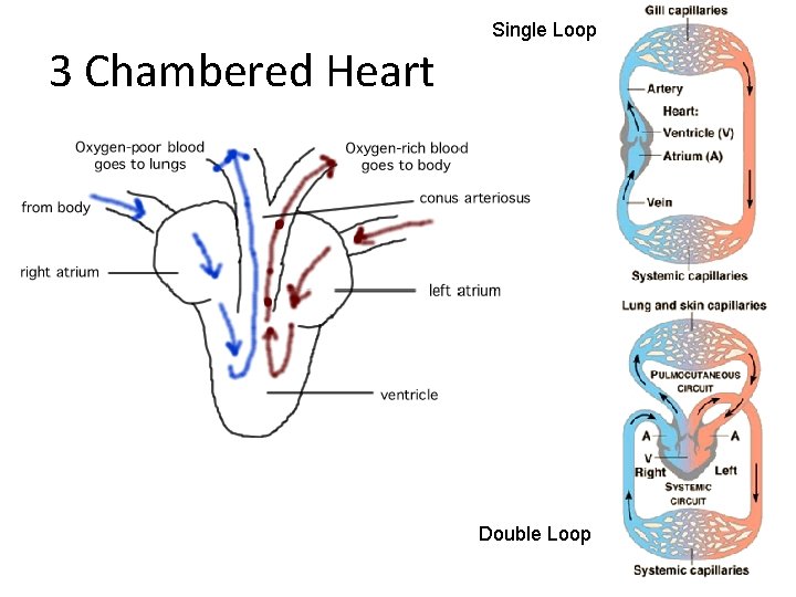 3 Chambered Heart Single Loop Double Loop 
