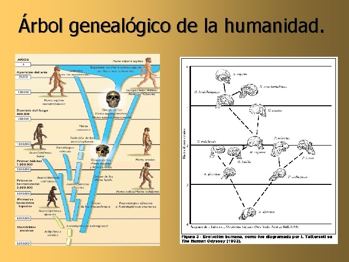 Árbol genealógico de la humanidad. 