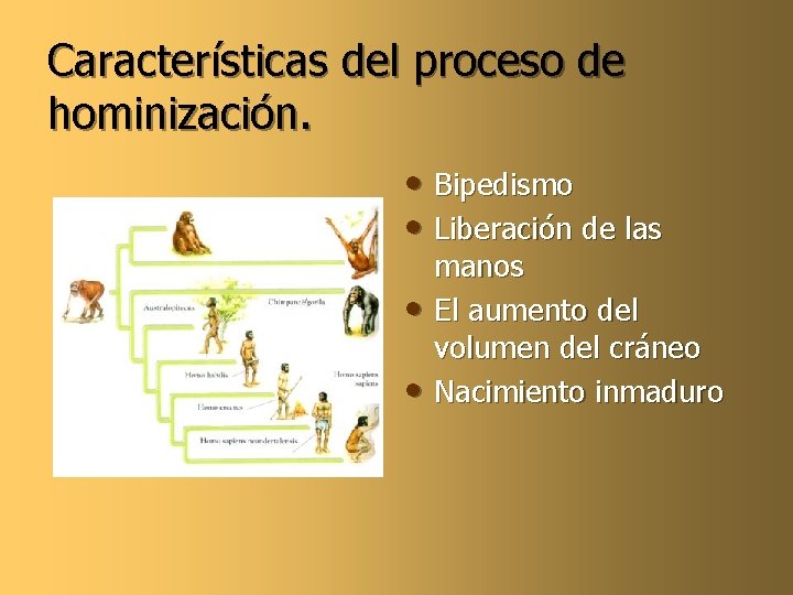 Características del proceso de hominización. • Bipedismo • Liberación de las • • manos