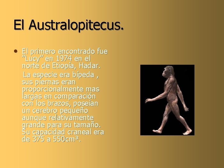 El Australopitecus. • El primero encontrado fue ”Lucy” en 1974 en el norte de