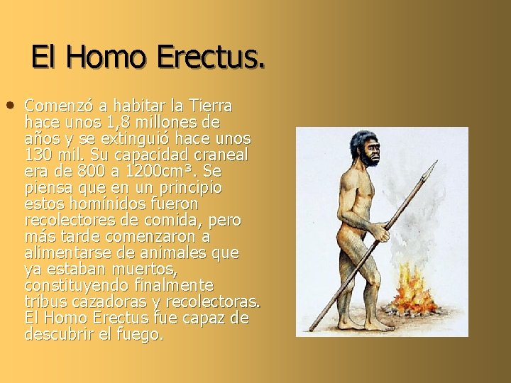 El Homo Erectus. • Comenzó a habitar la Tierra hace unos 1, 8 millones