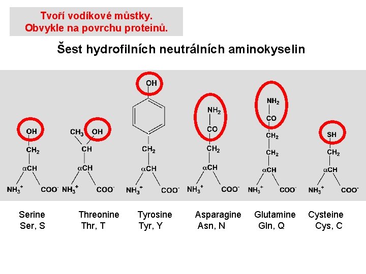 Blkoviny Proteiny Proteiny Jsou Sloeny Z 20 Kdovanch blkoviny-proteiny-proteiny-jsou-sloeny-z-20-kdovanch