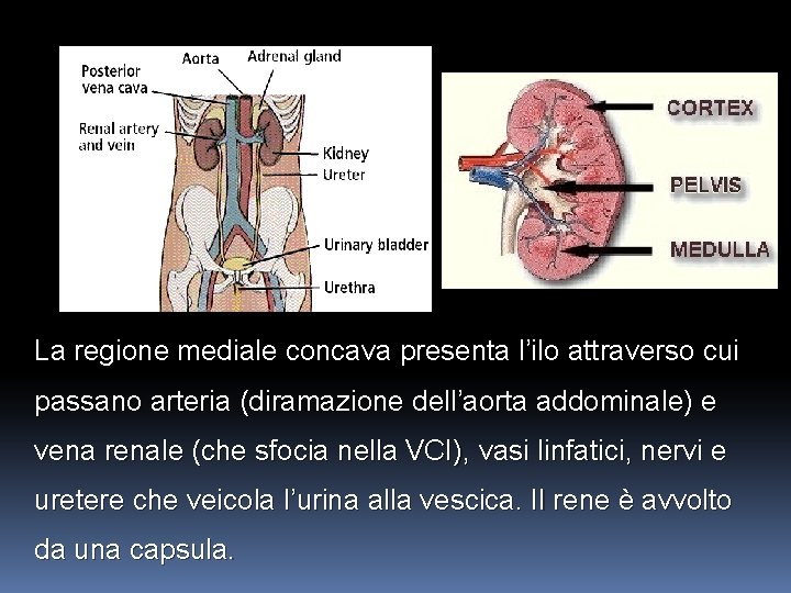 La regione mediale concava presenta l’ilo attraverso cui passano arteria (diramazione dell’aorta addominale) e