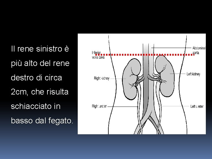 Il rene sinistro è più alto del rene destro di circa 2 cm, che