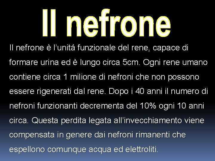 Il nefrone è l’unitá funzionale del rene, capace di formare urina ed è lungo