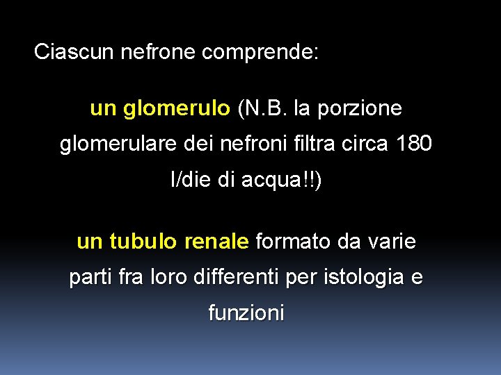 Ciascun nefrone comprende: un glomerulo (N. B. la porzione glomerulare dei nefroni filtra circa