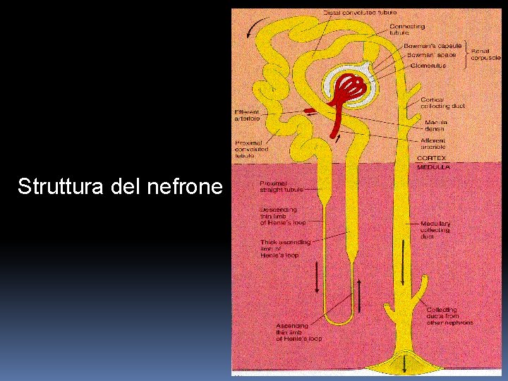 Struttura del nefrone 