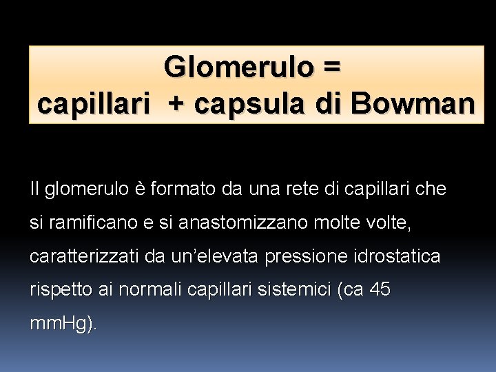 Glomerulo = capillari + capsula di Bowman Il glomerulo è formato da una rete