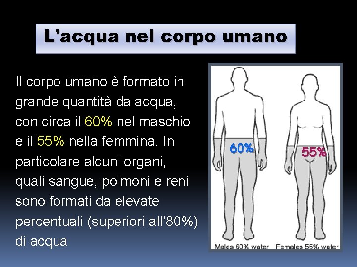 L'acqua nel corpo umano Il corpo umano è formato in grande quantità da acqua,