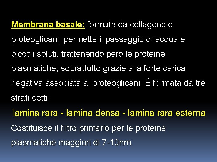 Membrana basale: formata da collagene e proteoglicani, permette il passaggio di acqua e piccoli