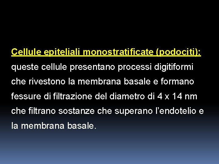 Cellule epiteliali monostratificate (podociti): queste cellule presentano processi digitiformi che rivestono la membrana basale