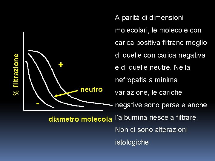 A paritá di dimensioni molecolari, le molecole con % filtrazione carica positiva filtrano meglio