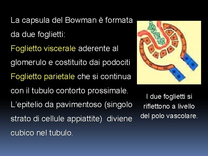 La capsula del Bowman è formata da due foglietti: Foglietto viscerale aderente al glomerulo