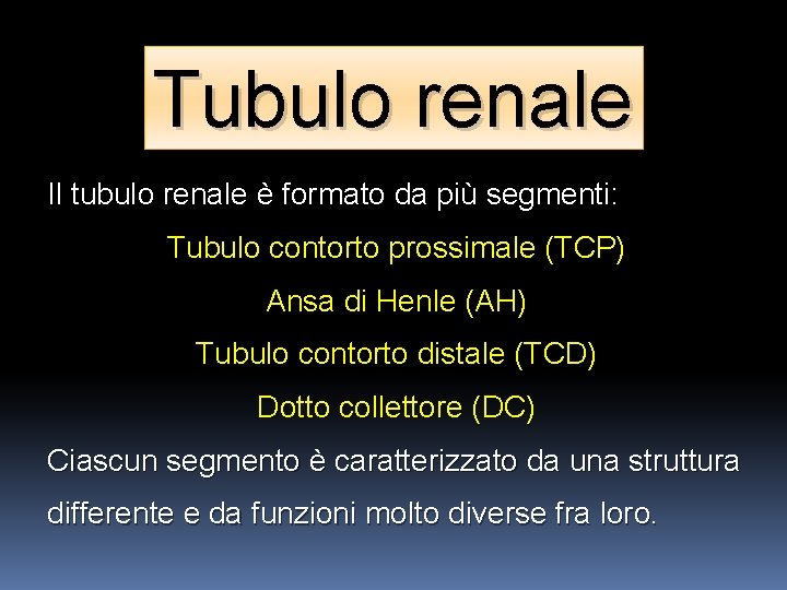 Tubulo renale Il tubulo renale è formato da più segmenti: Tubulo contorto prossimale (TCP)