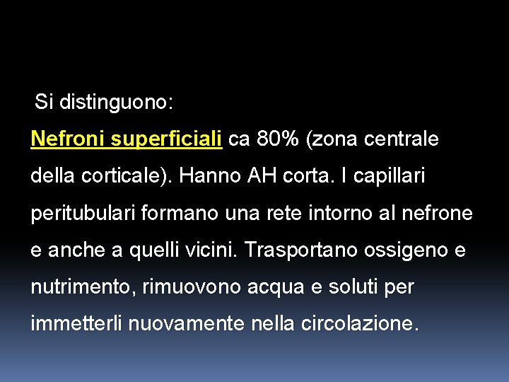 Si distinguono: Nefroni superficiali ca 80% (zona centrale della corticale). Hanno AH corta. I