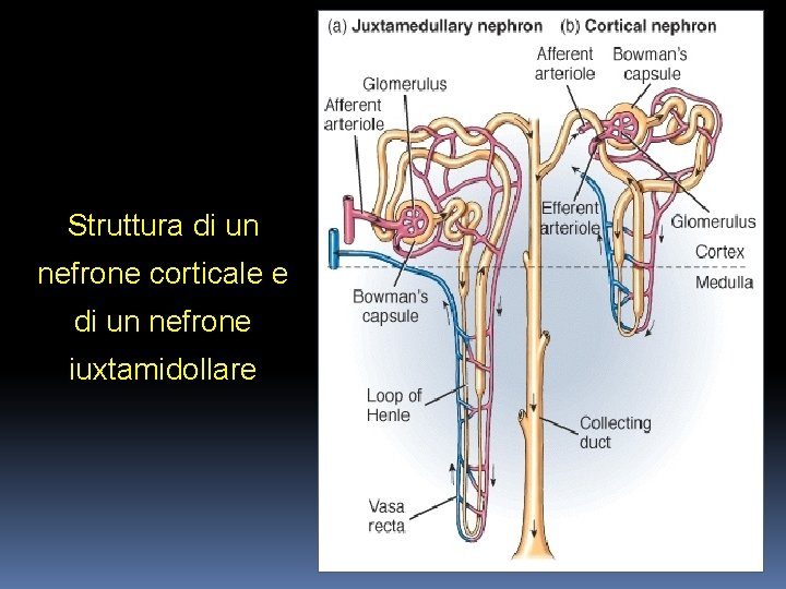 Struttura di un nefrone corticale e di un nefrone iuxtamidollare 