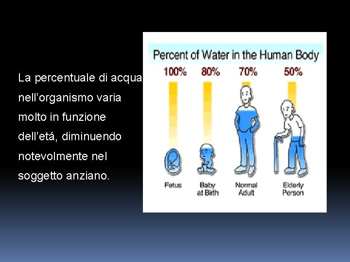 La percentuale di acqua nell’organismo varia molto in funzione dell’etá, diminuendo notevolmente nel soggetto