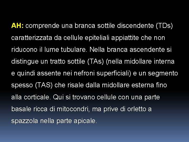 AH: comprende una branca sottile discendente (TDs) caratterizzata da cellule epiteliali appiattite che non