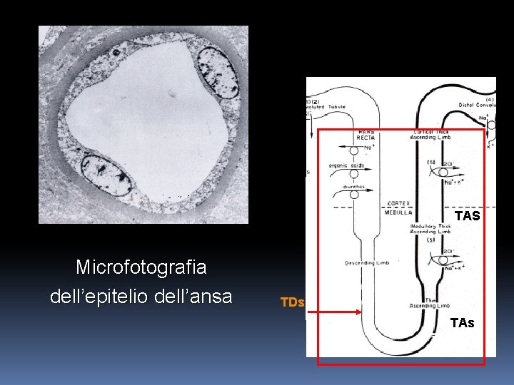 TAS Microfotografia dell’epitelio dell’ansa TDs TAs 