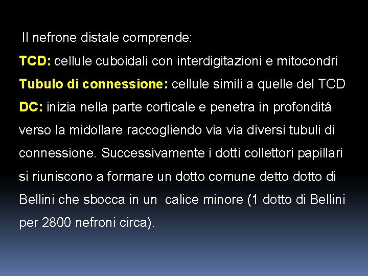 Il nefrone distale comprende: TCD: cellule cuboidali con interdigitazioni e mitocondri Tubulo di connessione: