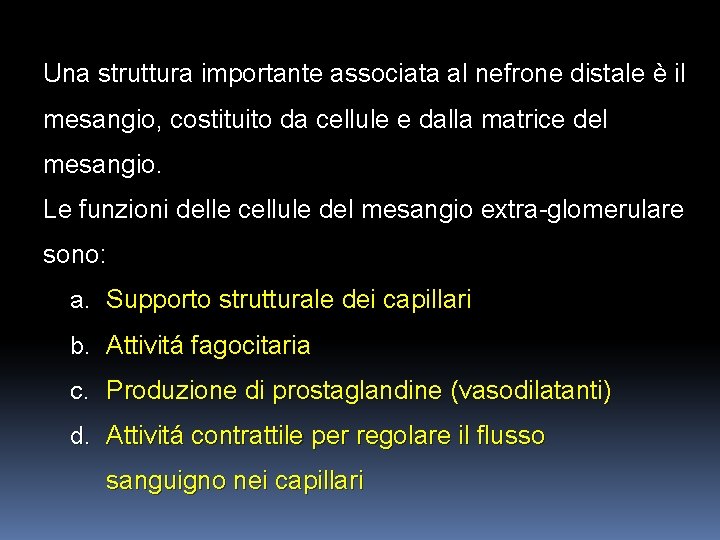 Una struttura importante associata al nefrone distale è il mesangio, costituito da cellule e