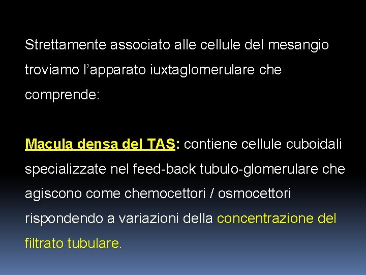 Strettamente associato alle cellule del mesangio troviamo l’apparato iuxtaglomerulare che comprende: Macula densa del