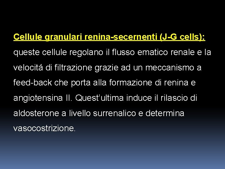 Cellule granulari renina-secernenti (J-G cells): queste cellule regolano il flusso ematico renale e la