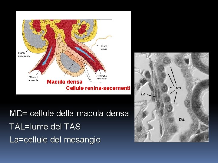 Macula densa Cellule renina-secernenti MD= cellule della macula densa TAL=lume del TAS La=cellule del