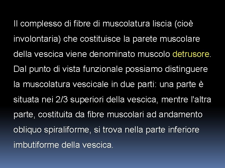 Il complesso di fibre di muscolatura liscia (cioè involontaria) che costituisce la parete muscolare