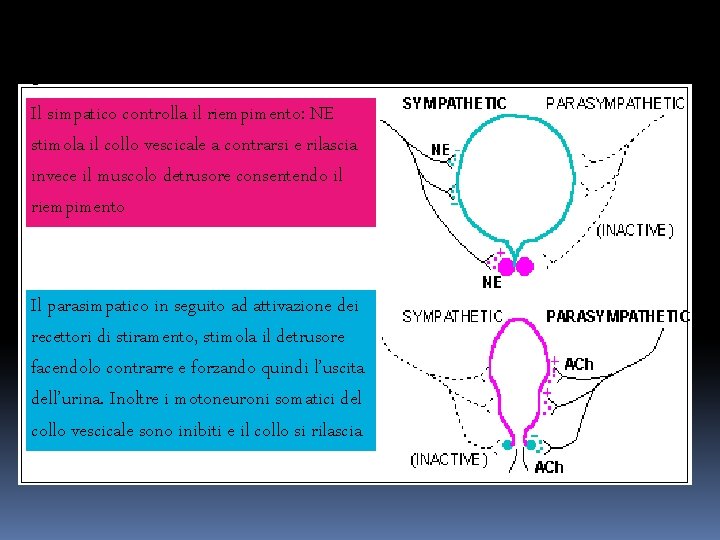 Il simpatico controlla il riempimento: NE stimola il collo vescicale a contrarsi e rilascia