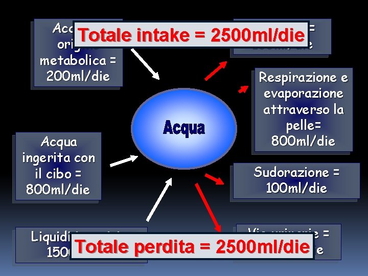 Acqua di Totale origine metabolica = 200 ml/die intake = Tratto gi = 2500