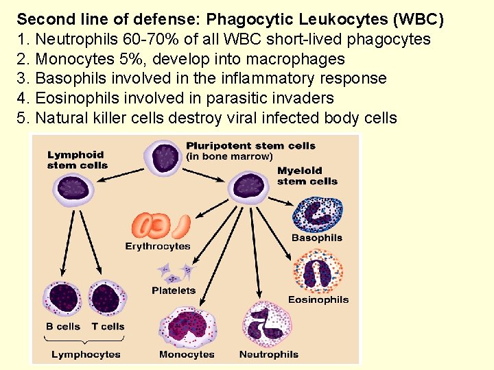 Second line of defense: Phagocytic Leukocytes (WBC) 1. Neutrophils 60 -70% of all WBC