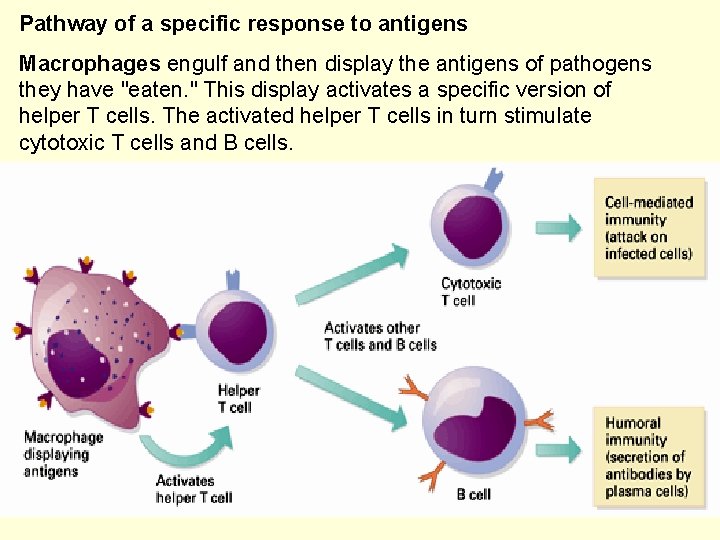 Pathway of a specific response to antigens Macrophages engulf and then display the antigens Pathway of a specific response to antigens Macrophages engulf and then display the antigens