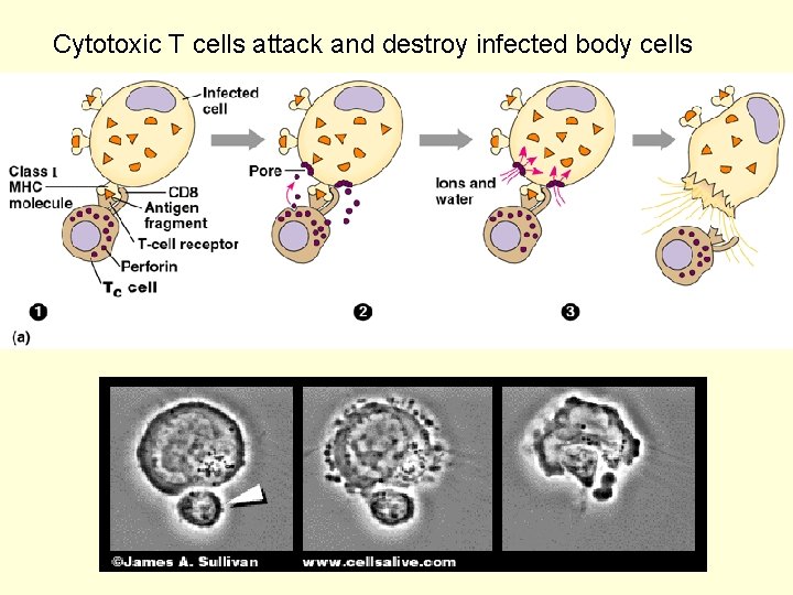 Cytotoxic T cells attack and destroy infected body cells 