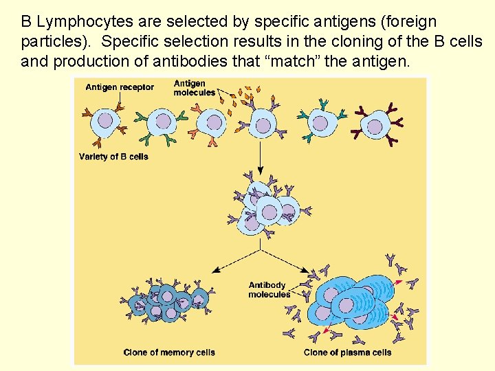 B Lymphocytes are selected by specific antigens (foreign particles). Specific selection results in the