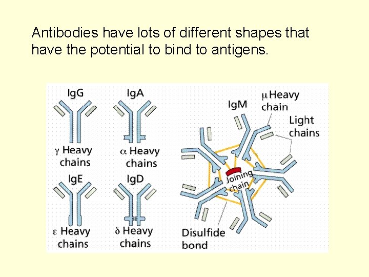 Antibodies have lots of different shapes that have the potential to bind to antigens. Antibodies have lots of different shapes that have the potential to bind to antigens.