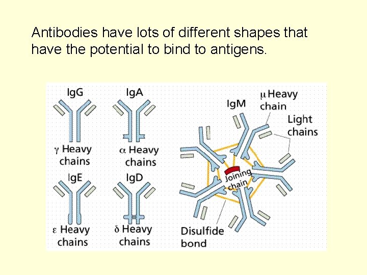 Antibodies have lots of different shapes that have the potential to bind to antigens.