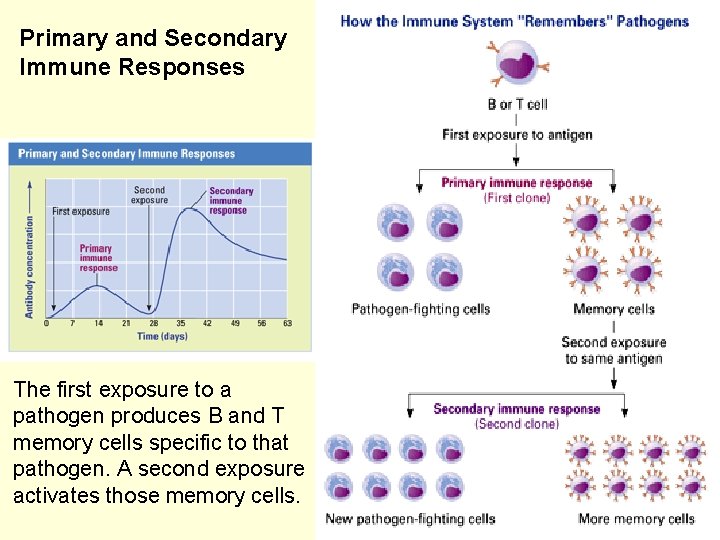 Primary and Secondary Immune Responses The first exposure to a pathogen produces B and