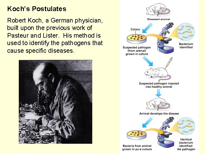Koch’s Postulates Robert Koch, a German physician, built upon the previous work of Pasteur