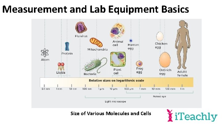 Measurement and Lab Equipment Basics Size of Various Molecules and Cells 