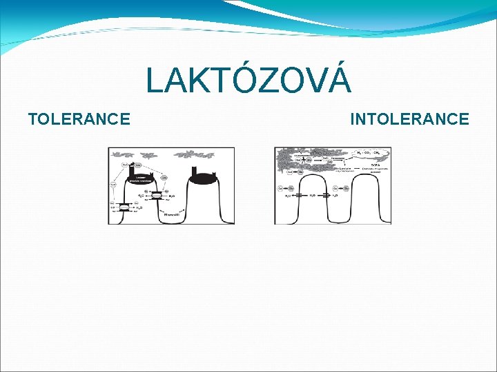 LAKTÓZOVÁ TOLERANCE INTOLERANCE 