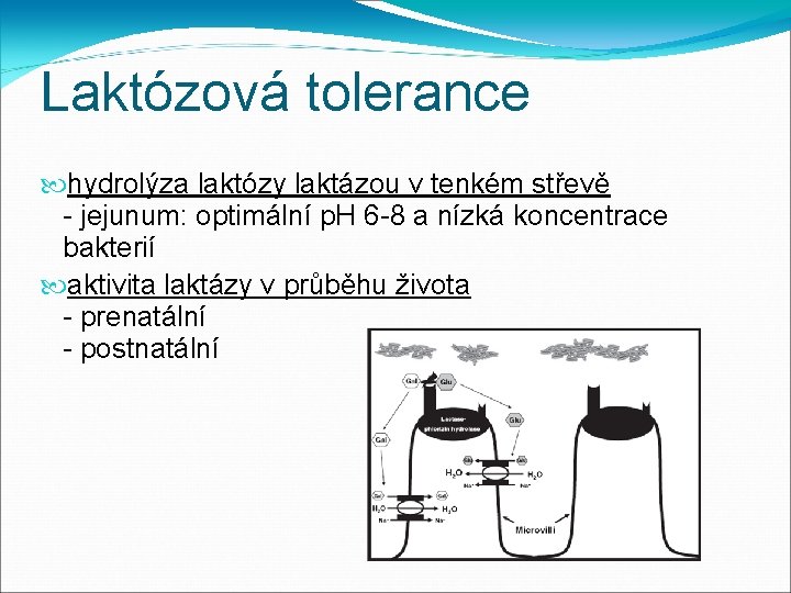 Laktózová tolerance hydrolýza laktózy laktázou v tenkém střevě - jejunum: optimální p. H 6